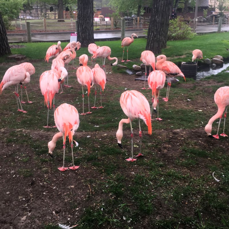 Calgary Zoo - Family Trips Inspiration - Flamingos